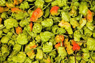 Team Ninja：Xbox在日本显著增长 但任天堂太强了